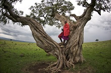 Maasai-in-tree-resized-width220px